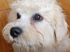 Dandie Dinmont Terriers 3