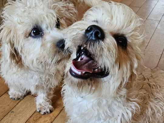 Dandie Dinmont Terriers