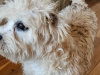 Dandie Dinmont Terriers 2