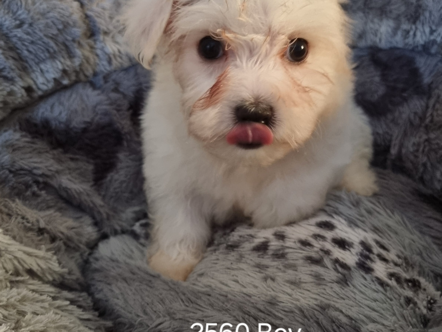 Maltichon (mum 90%Maltese, 10%Bichon Frise)(Dad pure Maltese) for sale 2