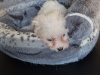 Maltichon (mum 90%Maltese, 10%Bichon Frise)(Dad pure Maltese) for sale 3