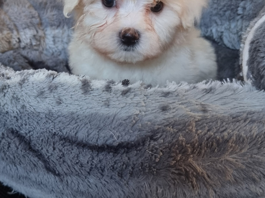 Maltichon (mum 90%Maltese, 10%Bichon Frise)(Dad pure Maltese) for sale 4