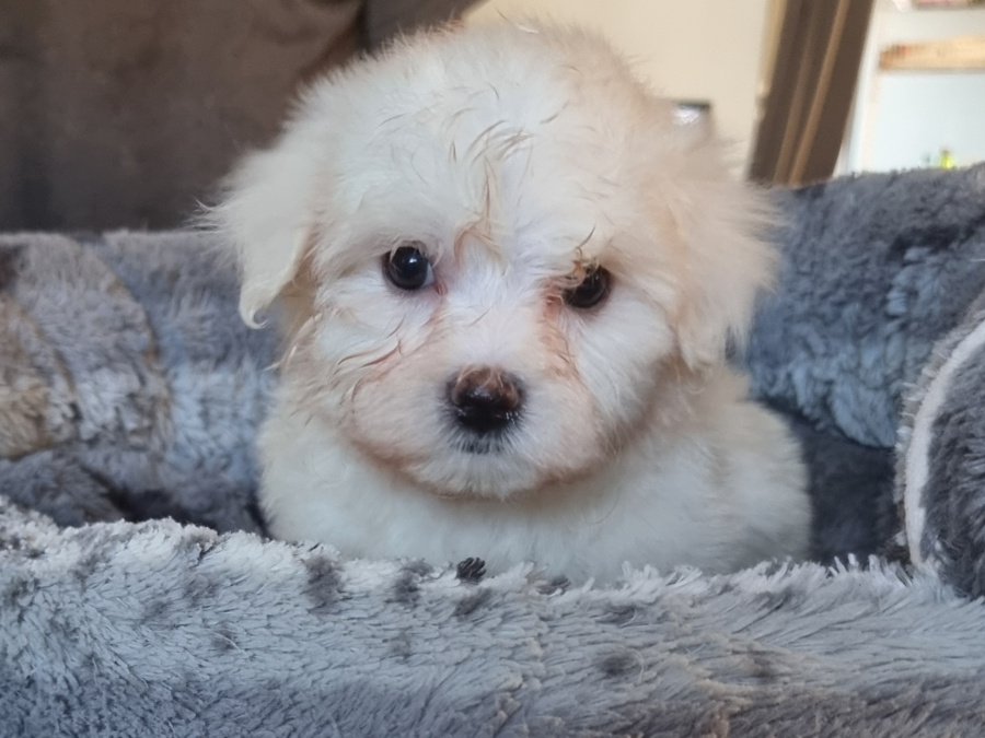 Maltichon (mum 90%Maltese, 10%Bichon Frise)(Dad pure Maltese) for sale 8