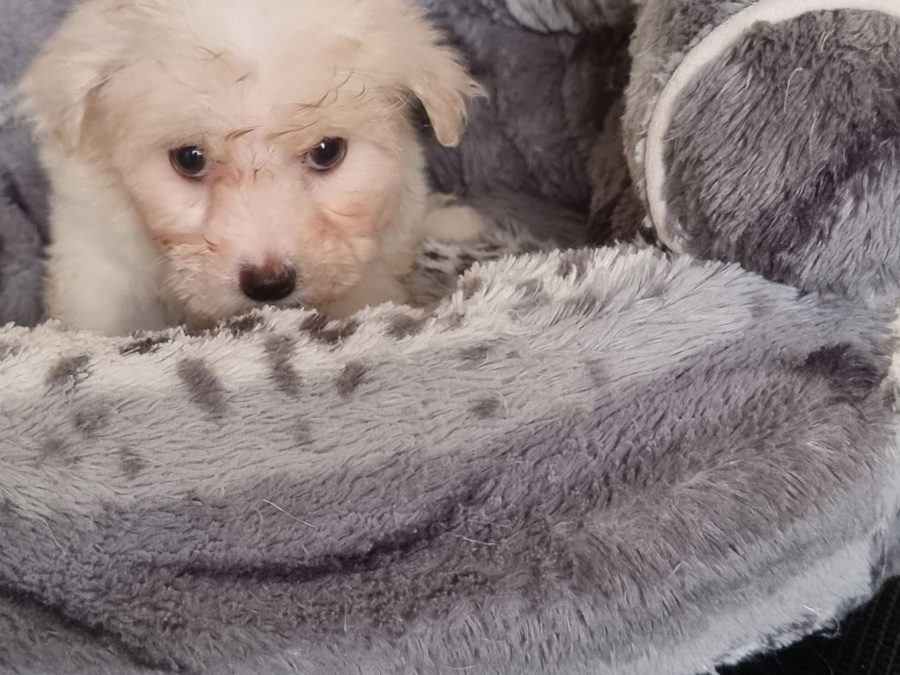 Maltichon (mum 90%Maltese, 10%Bichon Frise)(Dad pure Maltese) for sale 6