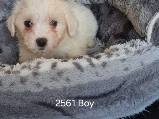 Maltichon (mum 90%Maltese, 10%Bichon Frise)(Dad pure Maltese) for sale