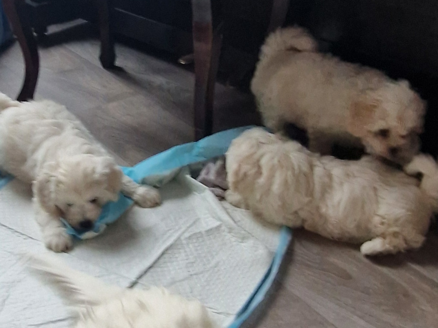 Cavachion puppies for sale 2