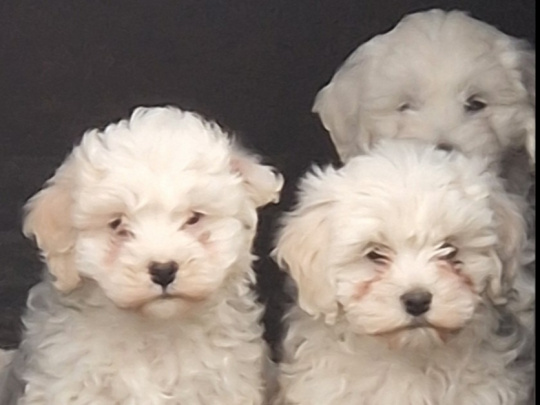 Cavachion puppies for sale