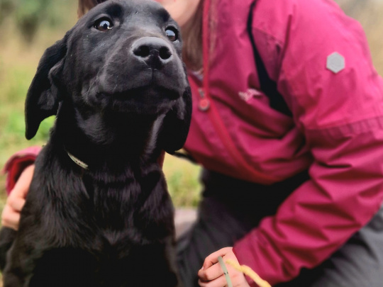 Labrador pup