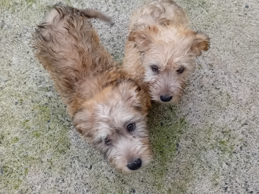 IKC registered Irish Glen of Imaal terrier puppies 3