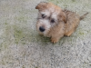 IKC registered Irish Glen of Imaal terrier puppies 2