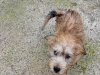 IKC registered Irish Glen of Imaal terrier puppies 1