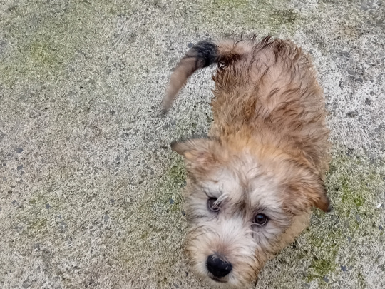 IKC registered Irish Glen of Imaal terrier puppies