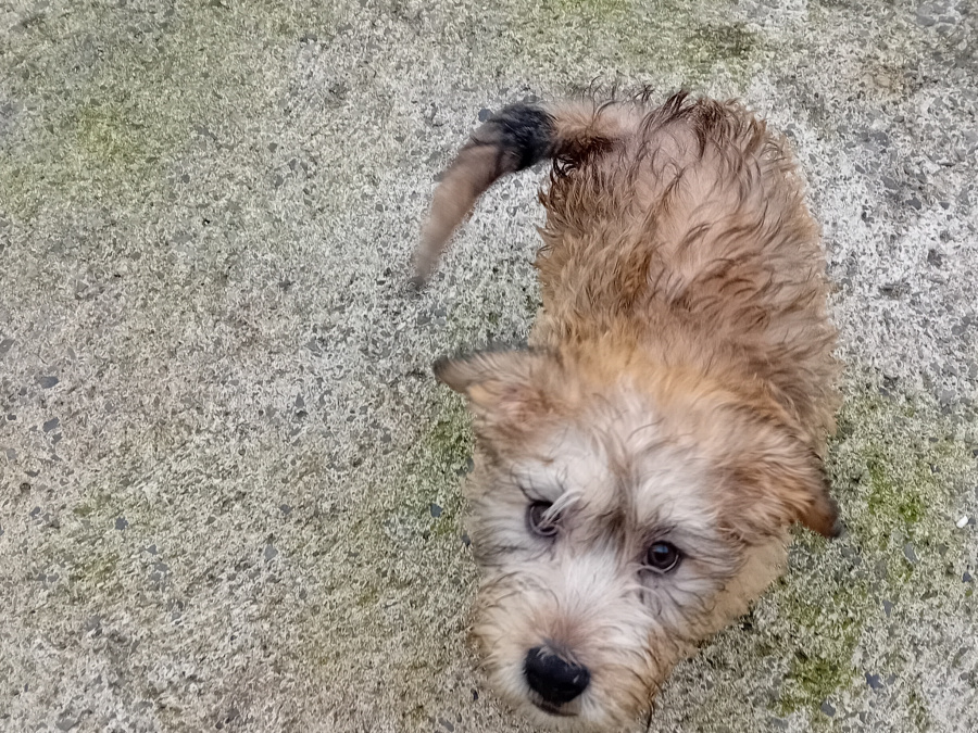 IKC registered Irish Glen of Imaal terrier puppies 1