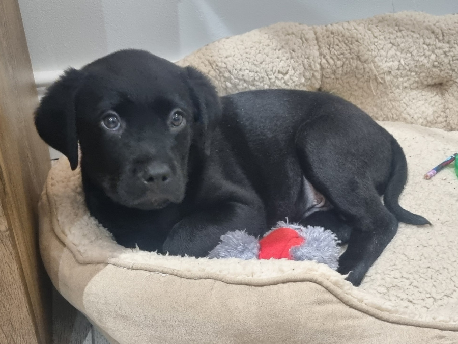 Labrador x Rottweiler Puppy 1