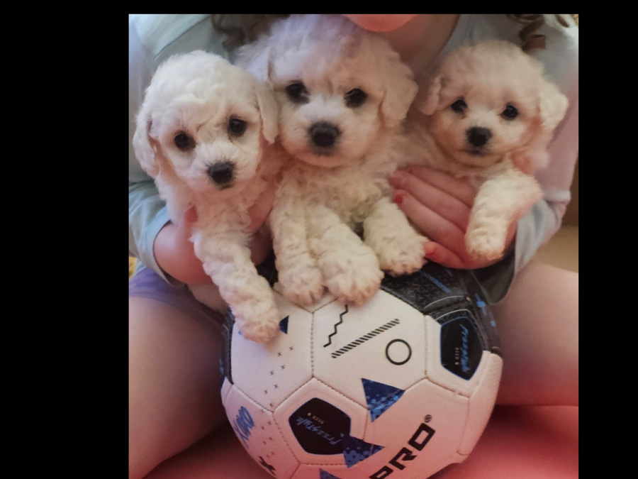 IKC BICHON FRISE PUPPIES 4