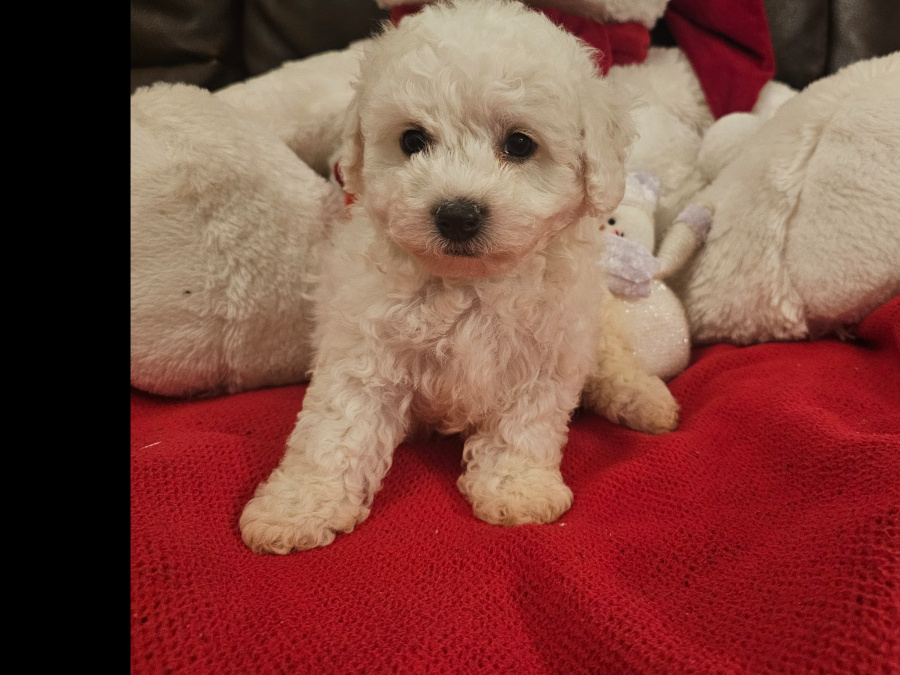 IKC BICHON FRISE PUPPIES 8