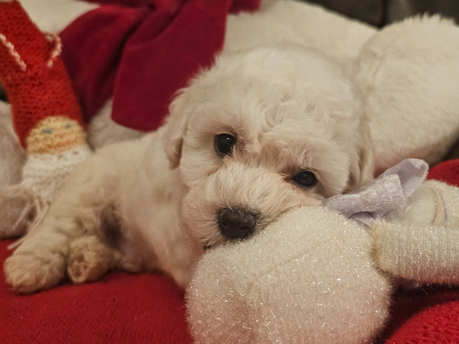 IKC BICHON FRISE PUPPIES 9