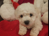 IKC BICHON FRISE PUPPIES 5