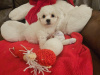 IKC BICHON FRISE PUPPIES 1