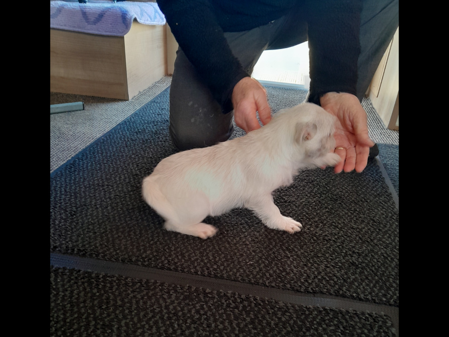 Half Pug / half  pomeranian it's  wormed fleed and vaccinated 3