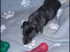 Miniature Dachshund puppies 2