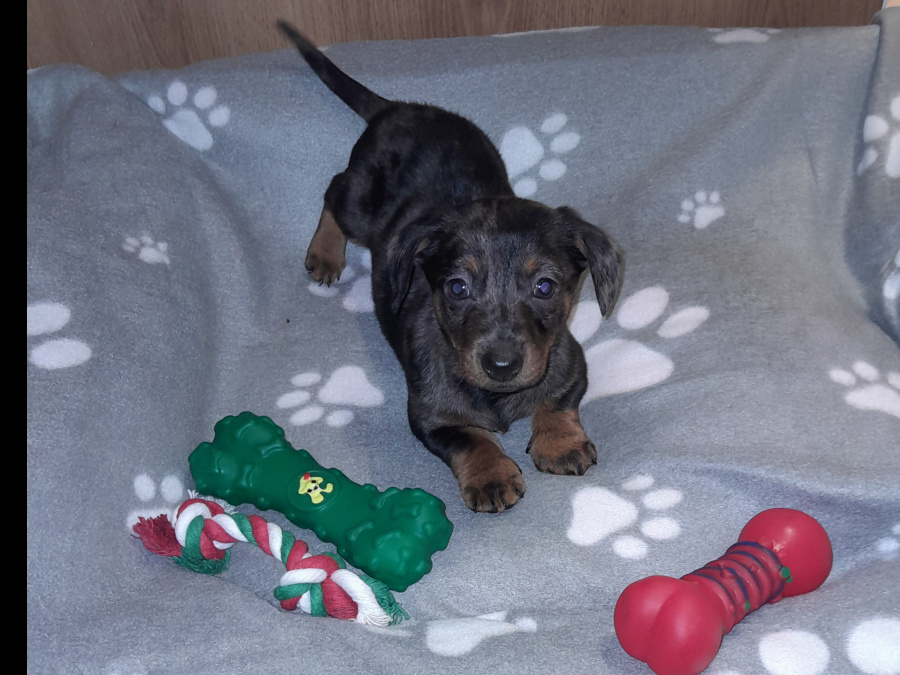 Miniature Dachshund puppies 1