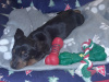 Miniature Dachshund puppies 4