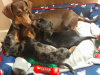 Miniature Dachshund puppies 5