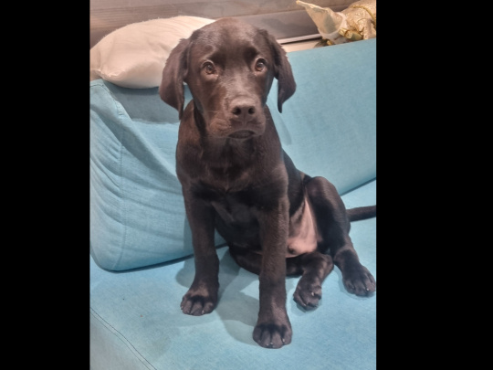 Labrador x Rottweiler