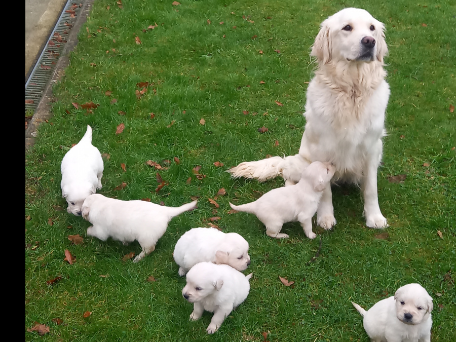 Golden retriever puppies 3