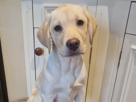 Male Yellow Labrador