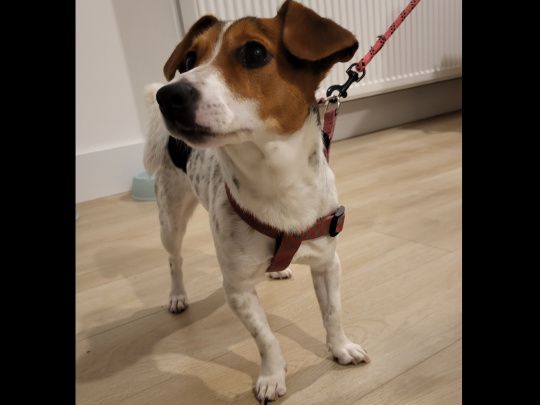 Jack Russell ::  8 months