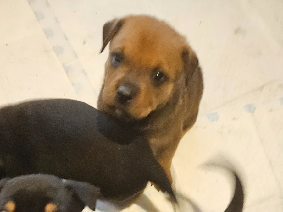 Rottweiler x Am Staff puppies 4