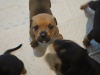 Rottweiler x Am Staff puppies 7