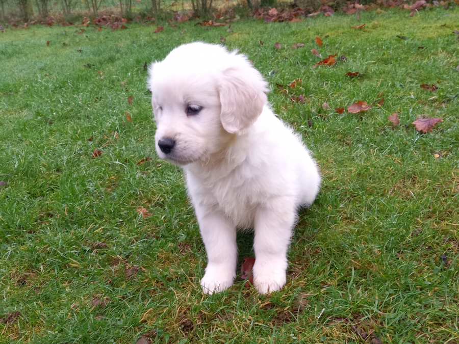 Golden retriever puppies 2