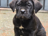 cane corso puppies 2