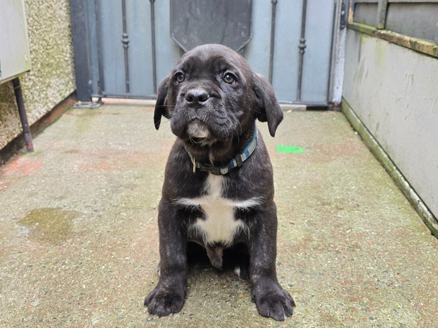 cane corso puppies 1