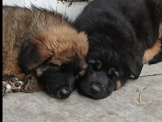 Stunning GSD x Caucasian Shepherd pups