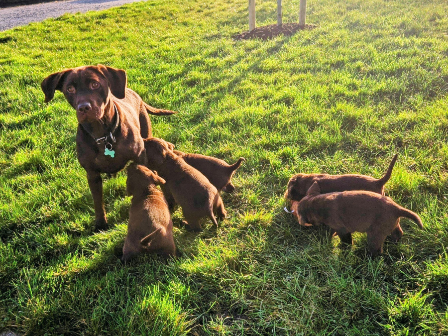 1 purebred chocolate ikc registered male labrador for sale 2