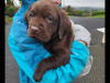 1 purebred chocolate ikc registered male labrador for sale 5