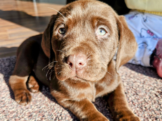 1 purebred chocolate ikc registered male labrador for sale