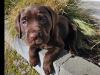 1 purebred chocolate ikc registered male labrador for sale 3