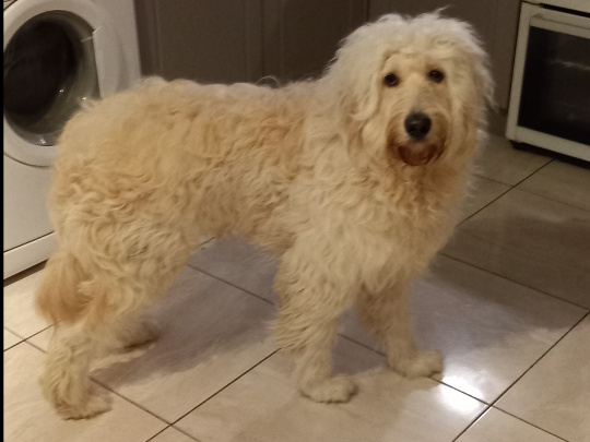 Beautiful Goldendoodle