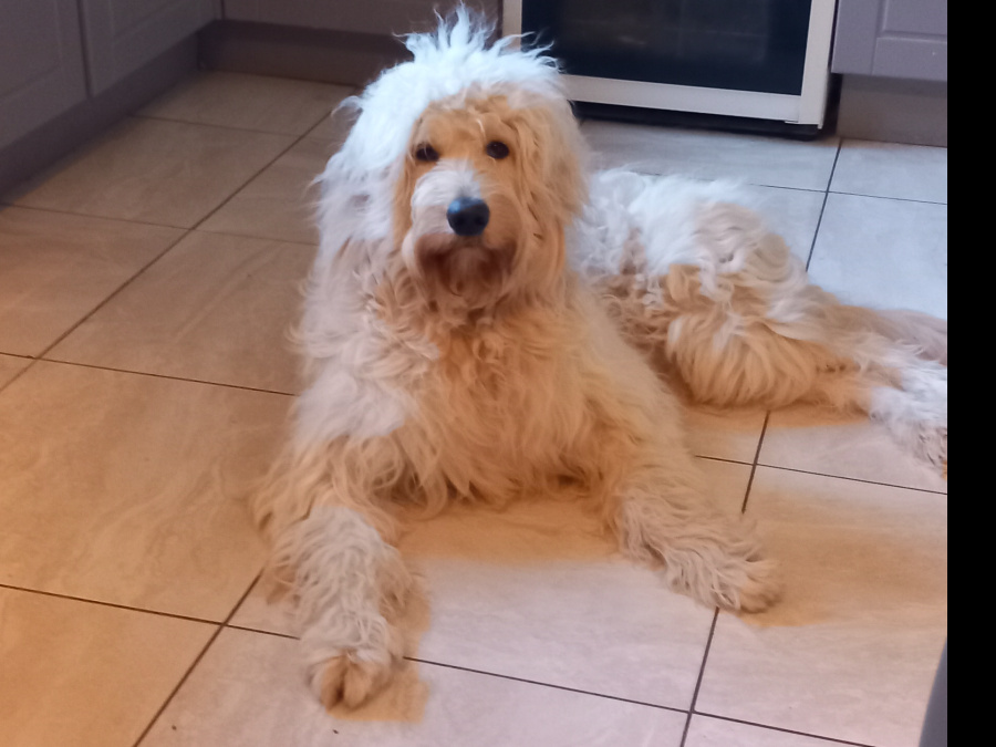 Beautiful Goldendoodle 2