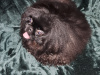 Beautiful pekingese puppy 2