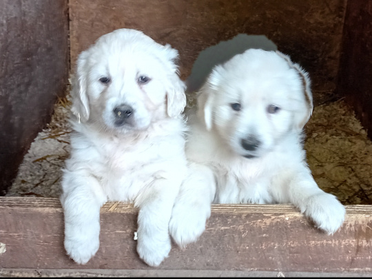 Beautiful female puppies