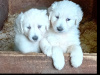 Beautiful female puppies 3