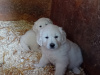 Beautiful female puppies 2