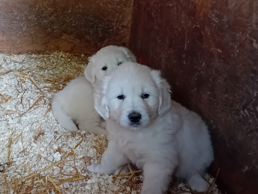 Beautiful female puppies 2