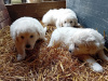 Beautiful female puppies 4